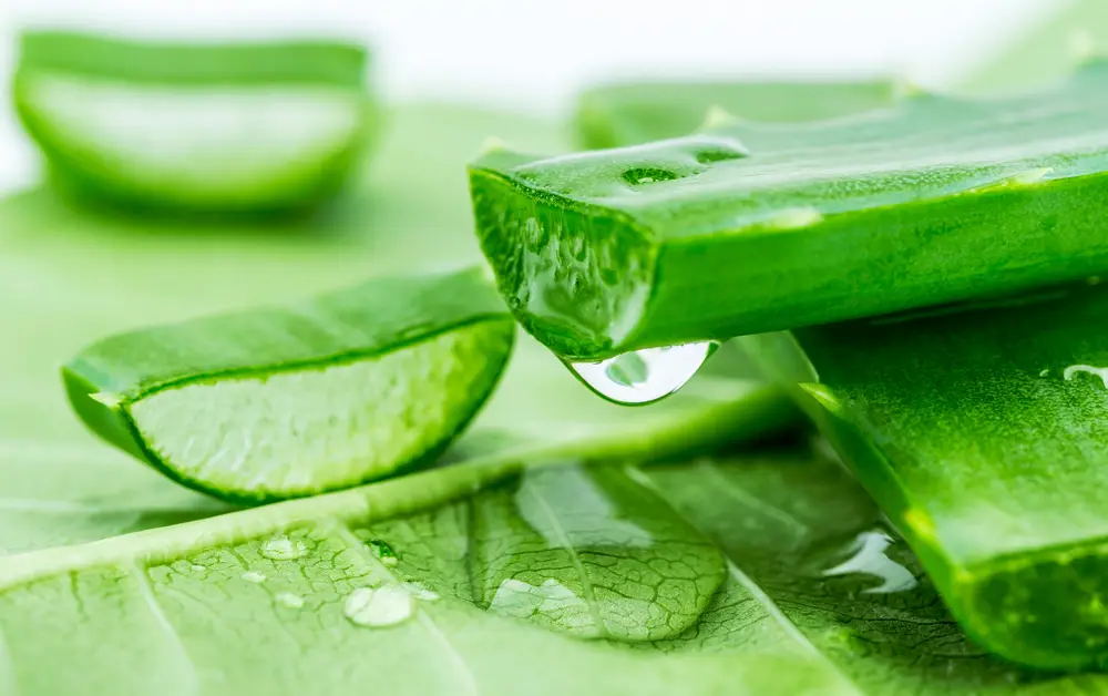 Aloe Vera – Multitalent für die Haut